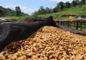 coffee export business plan in ethiopia