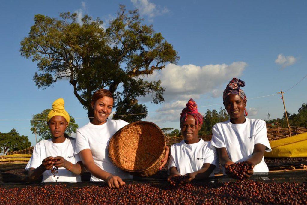 Qawwa Coffee Picking